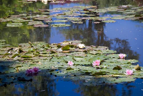 Giverny-Chris106
