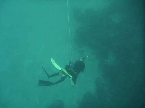 Free diving 035