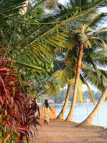 Dans les Backwaters (Kerala, Inde)