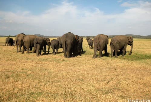 The Gathering, Minneriya National Park