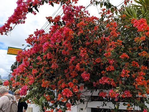 BOUGAINVILLIER
