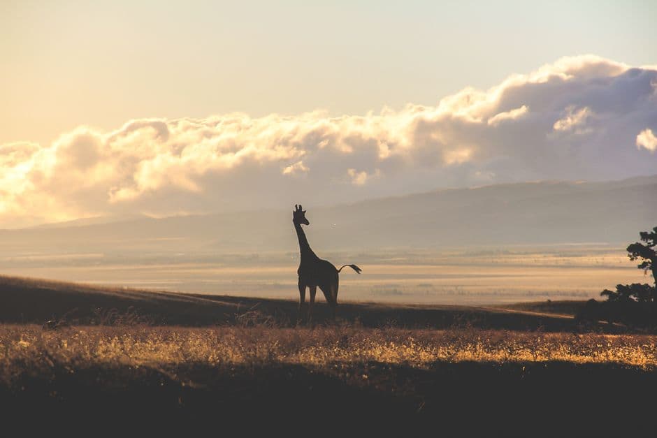 Album photo Photos — Nairobi / Masai Mara