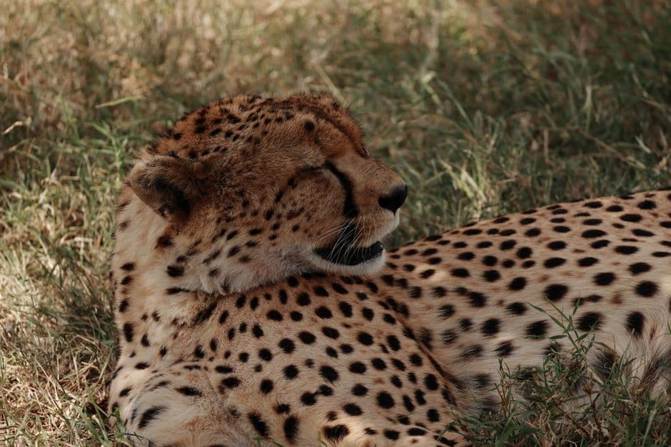 Album photo Photos — Nairobi / Masai Mara