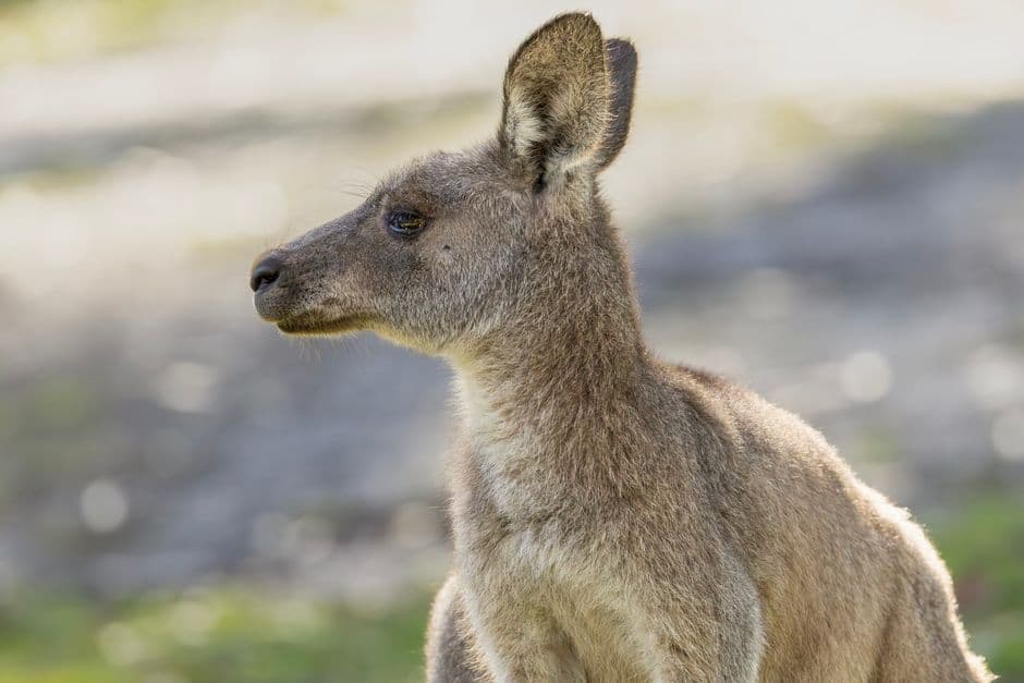 Album photo Photos — Australie