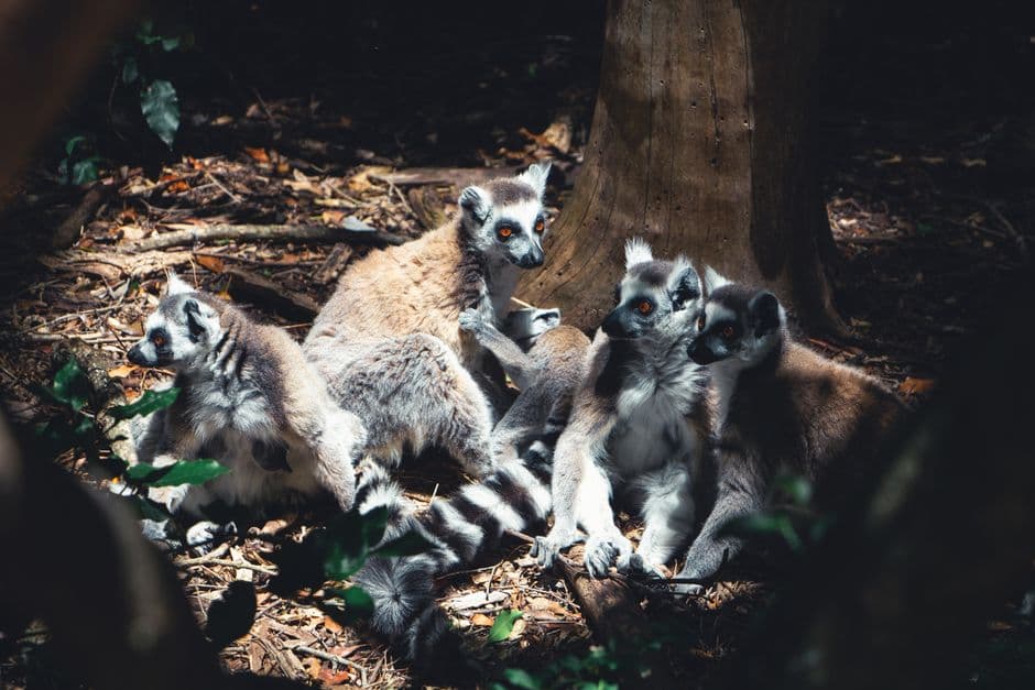 Album photo Animaux de la Rèunion
