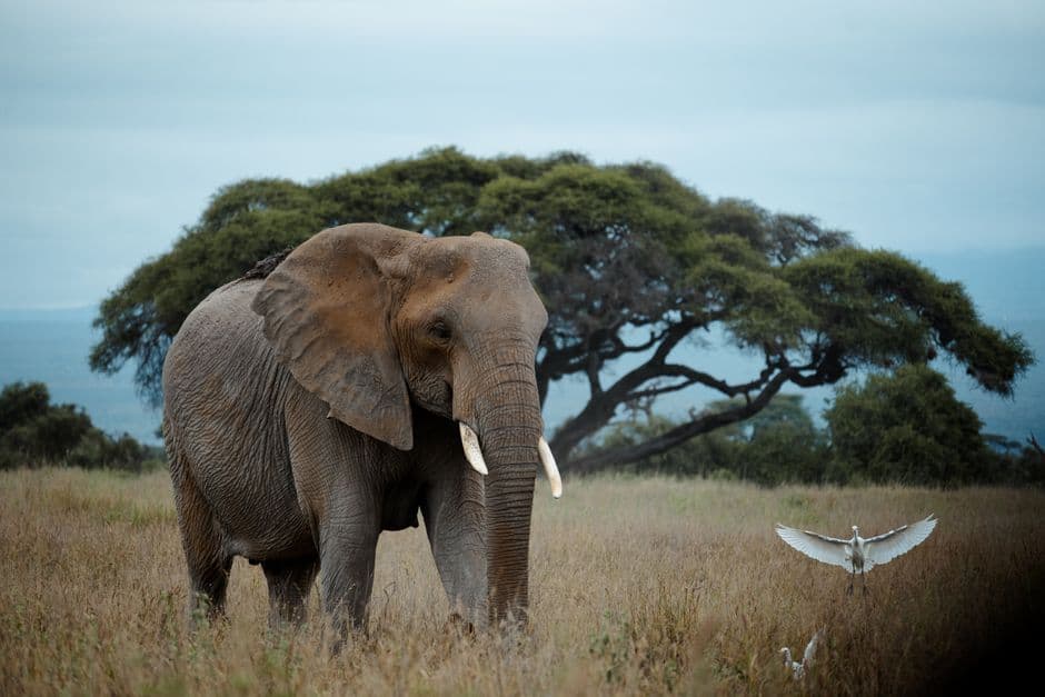 Album photo Photos — Nairobi / Nakuru / Naivasha