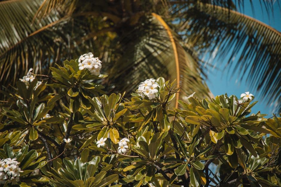 Album photo fleurs de tahiti