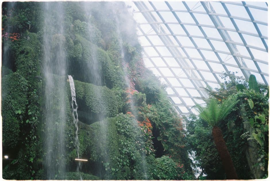 Album photo Jardin d'orchidées à l'aéroport de Singapour