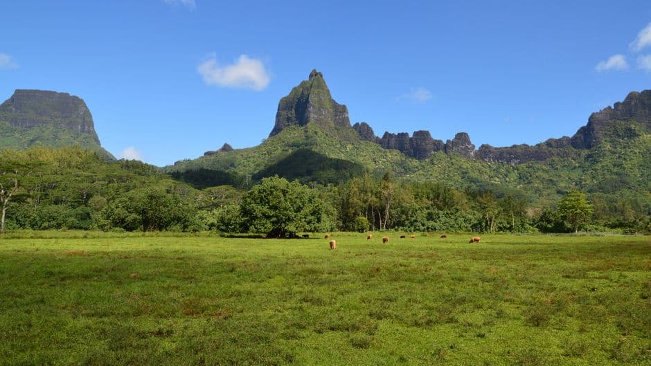 Album photo Voyage Polynésie francaise 2007 - Moorea
