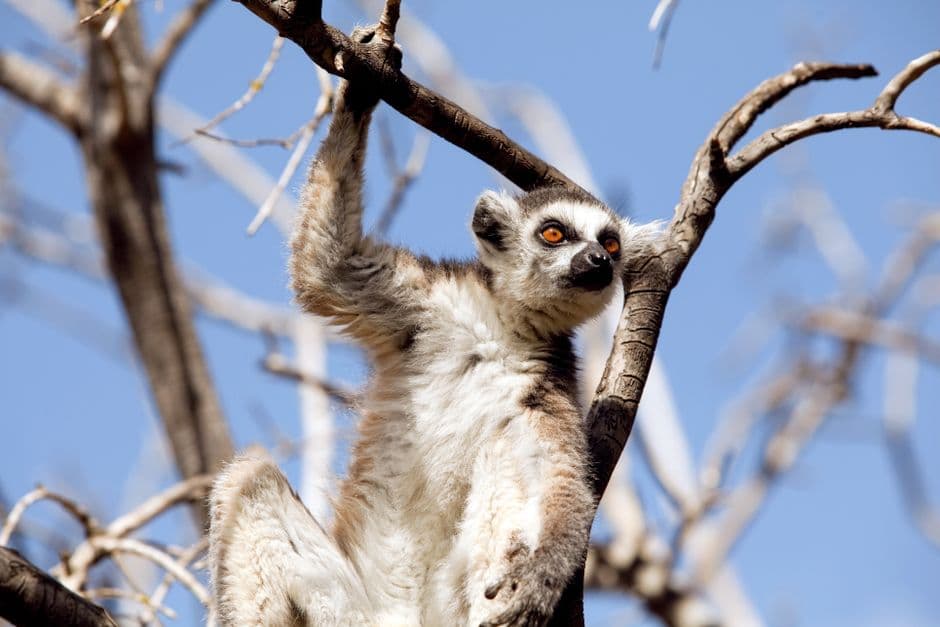 Album photo Photos — Madagascar