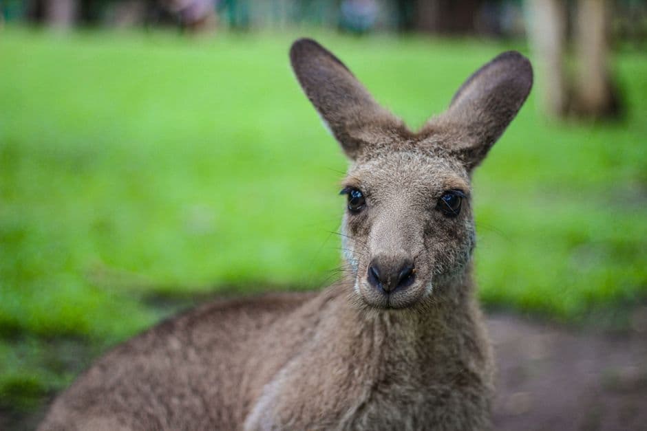 Album photo Photos — Australie