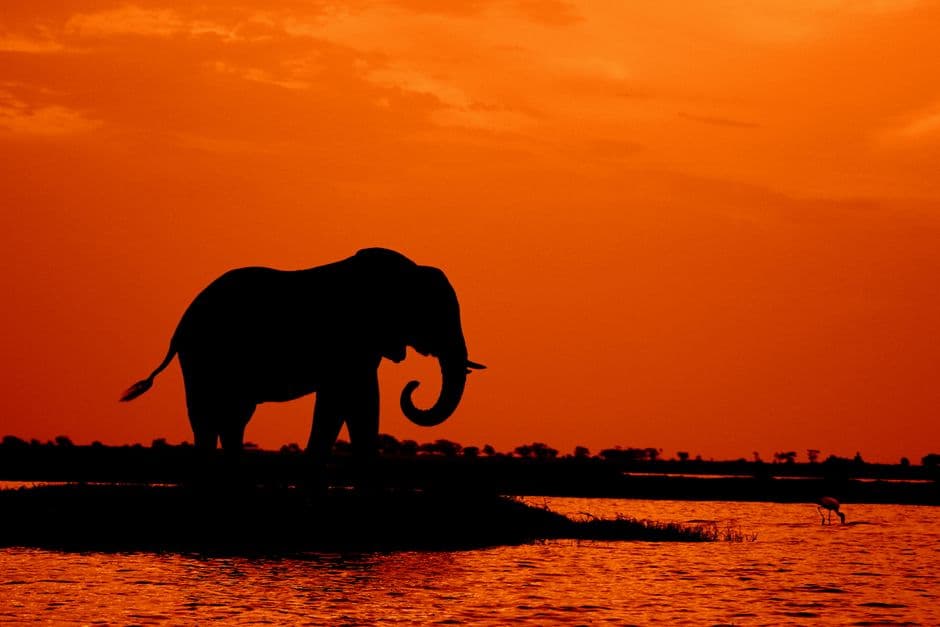 Album photo Photos — Maun & Delta de l'Okavango