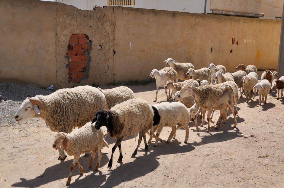 Album photo Photos — Djerba