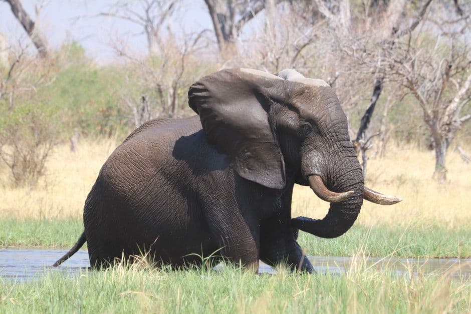 Album photo Photos — Maun et Delta de l'Okavango