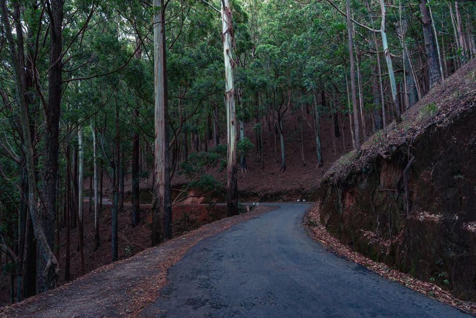 Album photo "FROG ON THE ROAD au SriLanka"