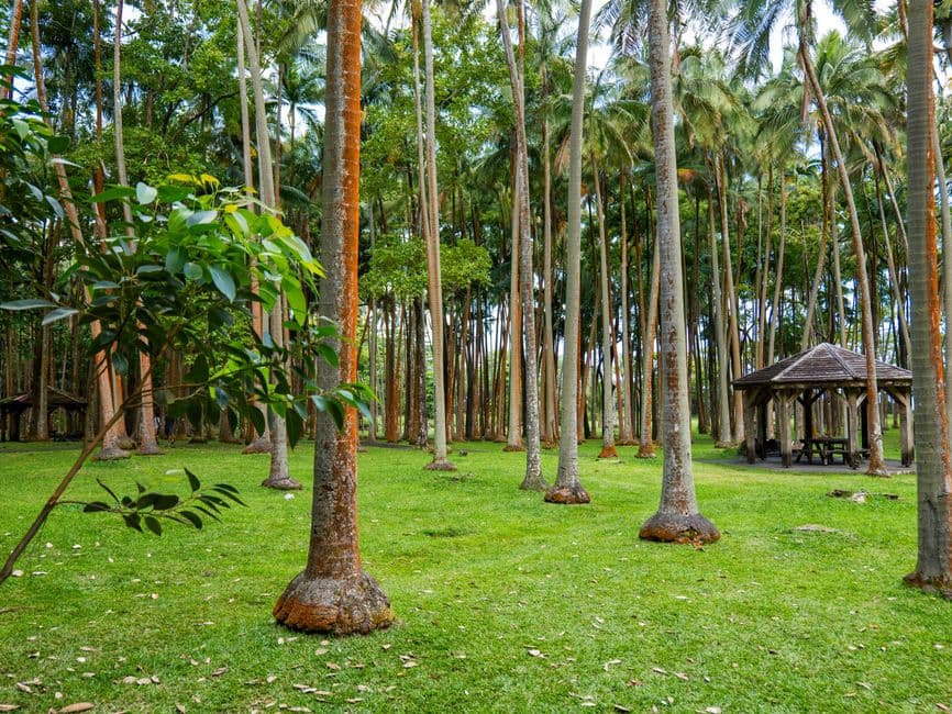 Album photo Le parc forestier de Nouméa 3