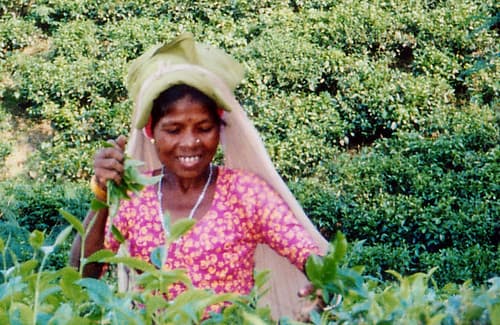 Tea Garden Worker