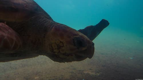 Turtle at Kelonia