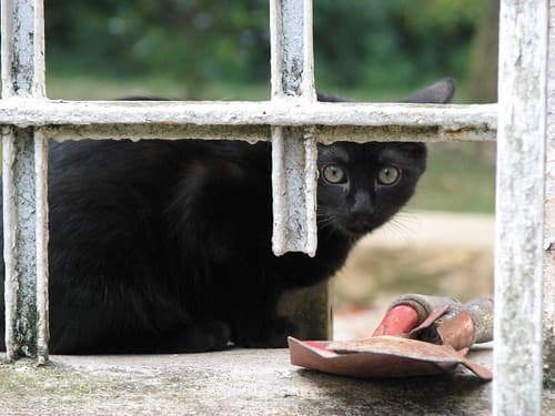 Kitten in a Lartigolle window