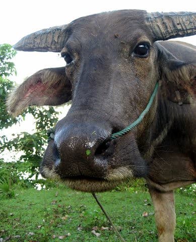hello mr water buffalo