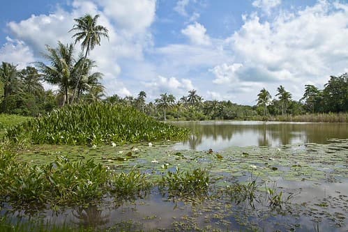 Si je vous dis que nous sommes à Singapour, vous me croyez ? Je suis sûre que non et pourtant… Nous sommes ici sur Pulau Ubin, une petite île située à l’est de Singapour et qui se découvre à vélo ! On y accède en bateau depuis Changi point. C’est vert et