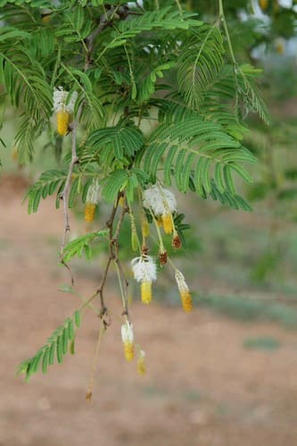 Dichrostachys cinerea (Fabaceae)