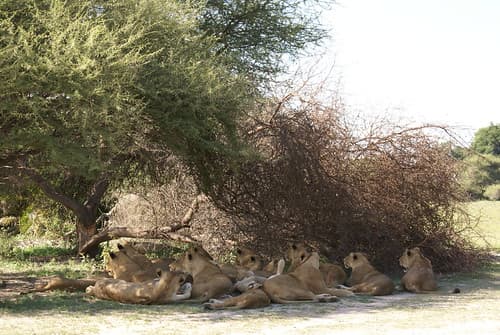 A Pile of Lions