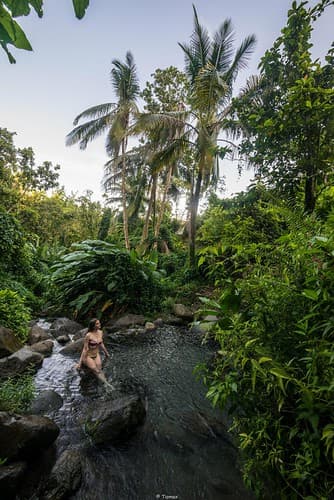 Jungle Paradise