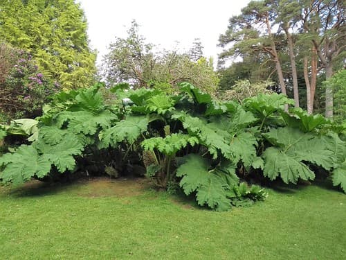 RHUBARBE GÉANTE
