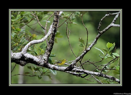 Small "Lora" Petit Lora- Bako National Park- Sarawak- Borneo- Malaisie- Malaysia