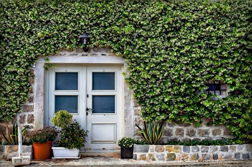 The Scent of Jasmine