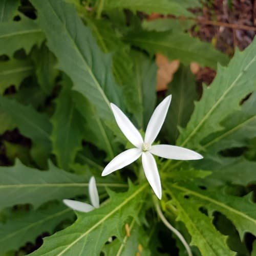 Qui est-elle ? - Hippobroma longiflora