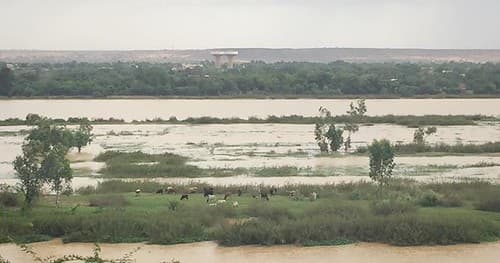 Les vaches du fleuve Niger, encore un truc à Jean Rouch. Comment font-elles pour arriver là?