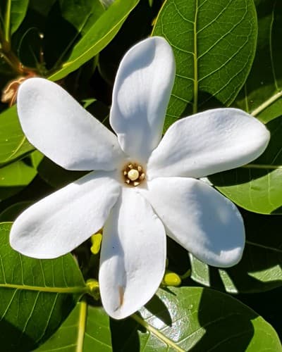 Tiaré tahiti