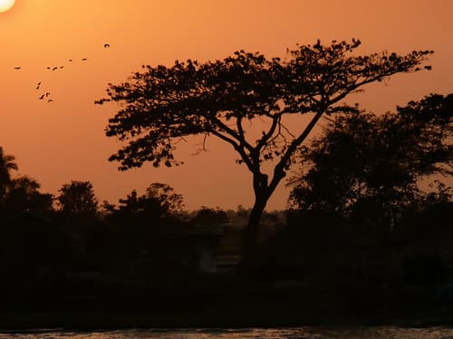 Bangladesh birds