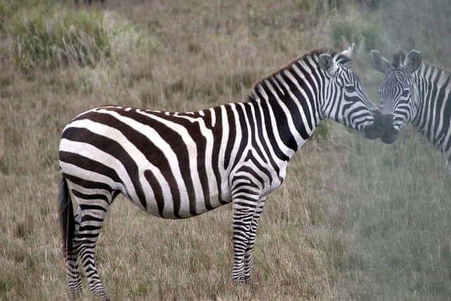 Safari en Tanzanie, septembre