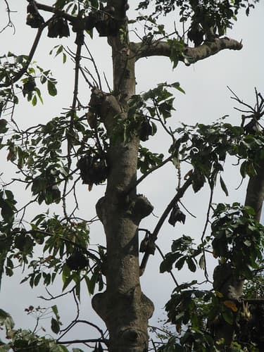 Bat tree, Abidjan