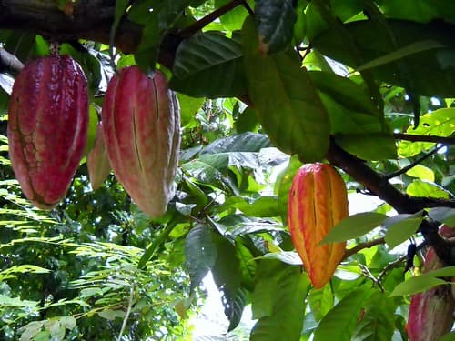 Cacaoyer