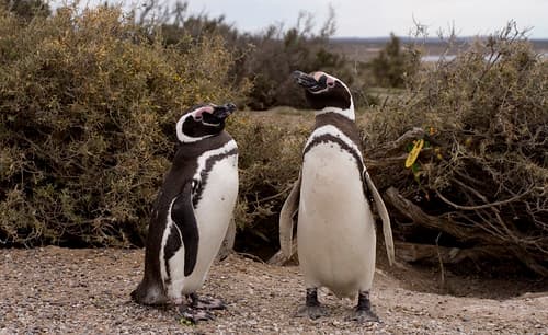 Magellanic penguin couple