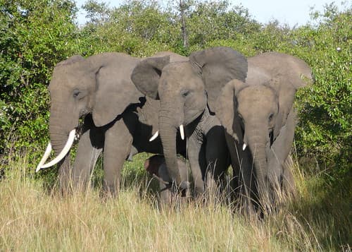 Elephants, Kenya