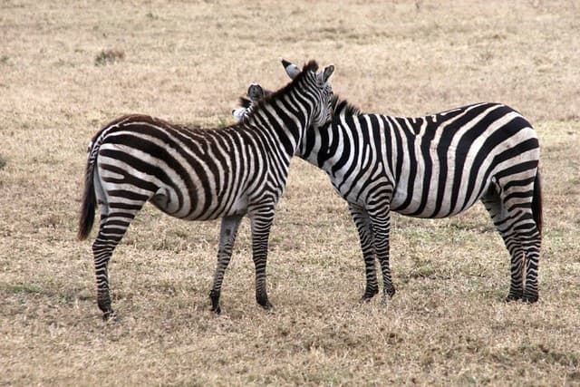 Safari en Tanzanie
