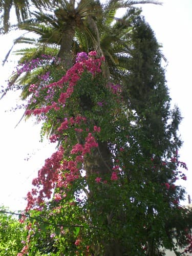 Marrakech