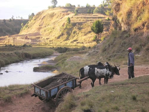 rice, river, Zebu