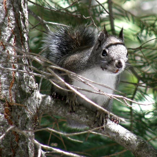 écureuil / squirrel 2