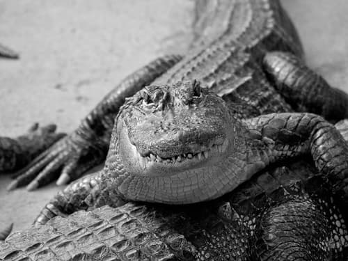 Alligator