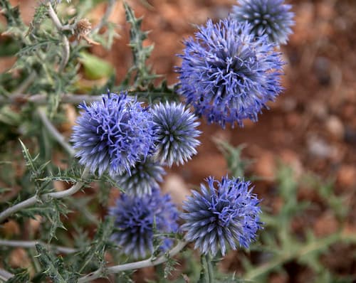 Chardon Sea Holly