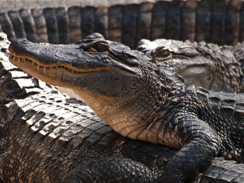 Alligators