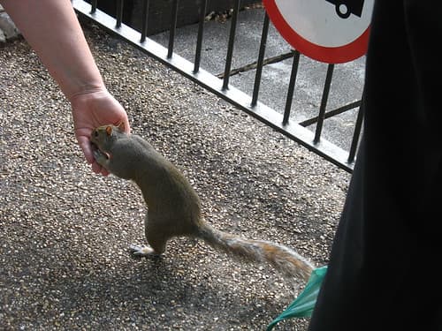 Feed the Squirrels, St. James's Park, Birdcage Walk, Westminster, London
