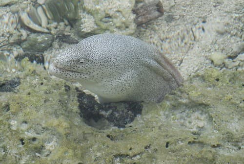 Marble moray in its hole, Moorea