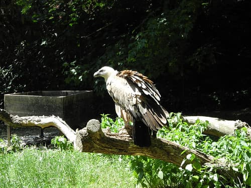 Gyps fulvus